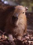 Imagine atasata: capybara_b.jpg